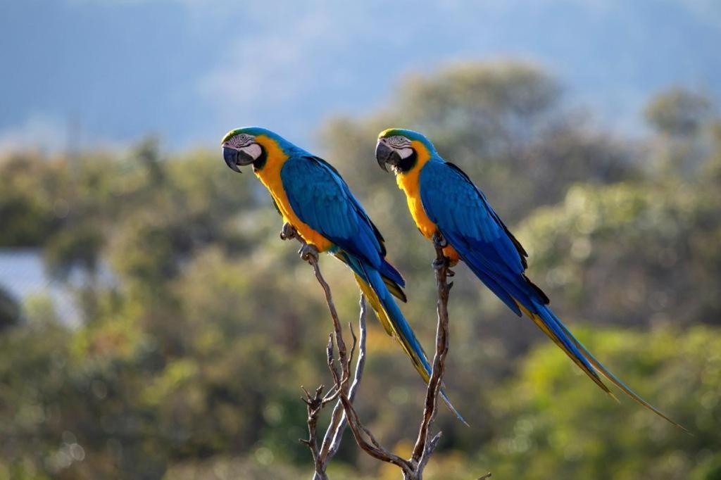 Alojamento de Turismo Selvagem Azaleia *